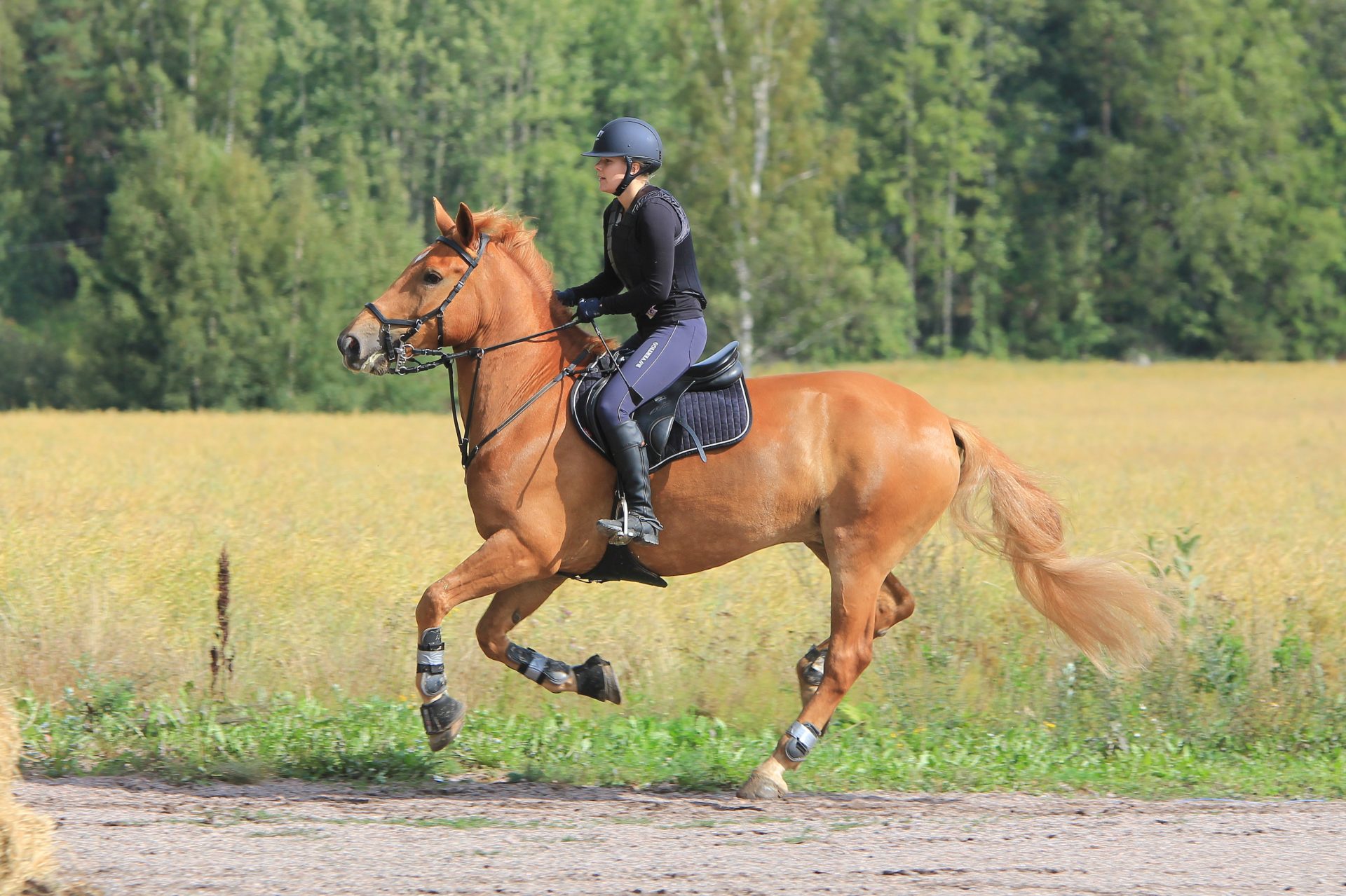 Cours d'équitation